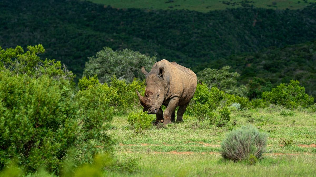 Get up close and personal with rhinos at this South African ...