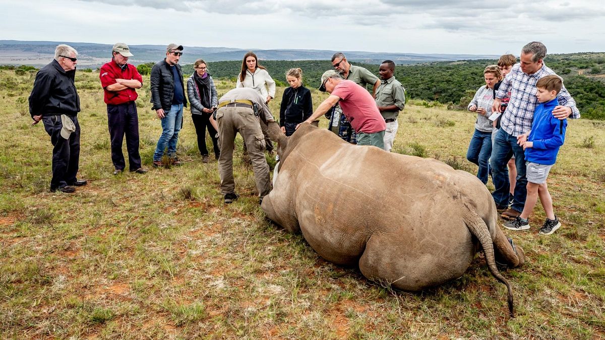 Get up close and personal with rhinos at this South African ...