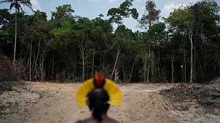 Chefe indígena olha para a floresta brasileira a desaparecer no estado do Pará