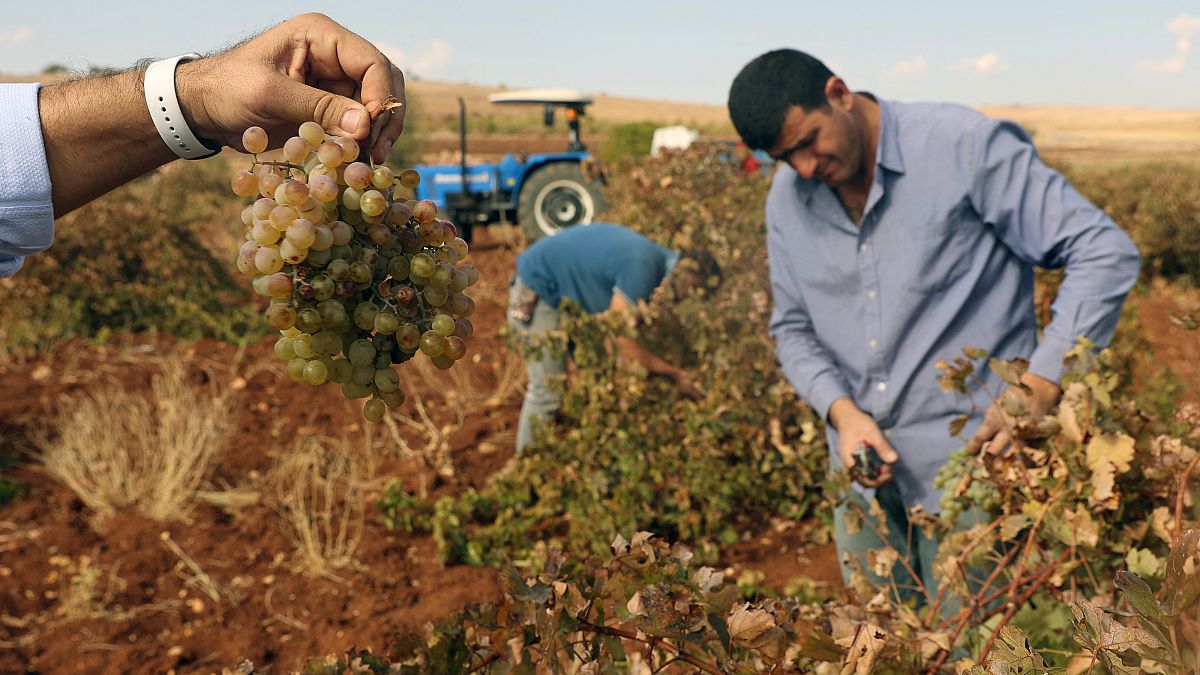 Süryaniler binlerce yıllık şarap kültürünü sürdürüyor