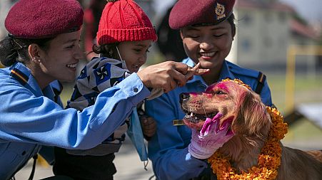 Nepalese police officers and a child worship a police dog during Tihar festival celebrations.