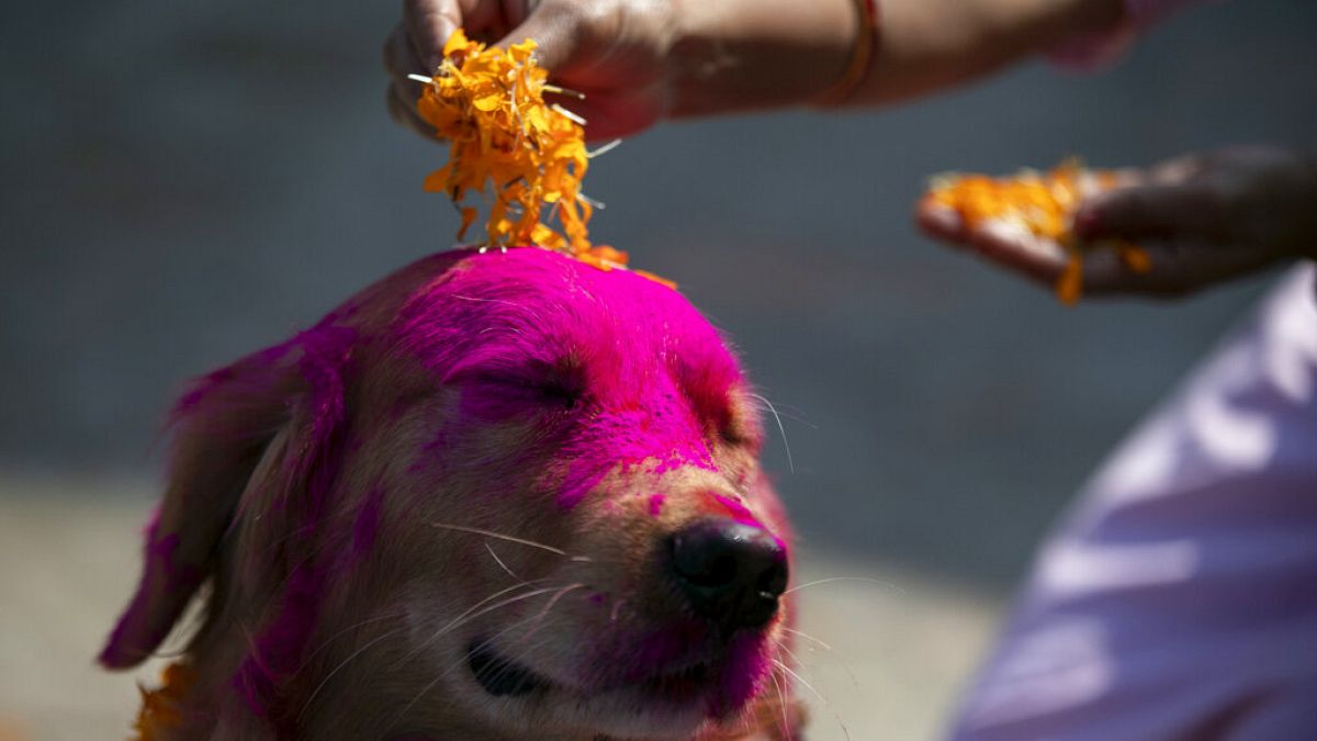 امرأة نيبالية تضع بتلات الورود على كلب بوليسي خلال احتفالات مهرجان تيهار في قسم تربية الكلاب في كاتماندو، نيبال، الأربعاء 3 نوفمبر 