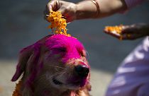 امرأة نيبالية تضع بتلات الورود على كلب بوليسي خلال احتفالات مهرجان تيهار في قسم تربية الكلاب في كاتماندو، نيبال، الأربعاء 3 نوفمبر