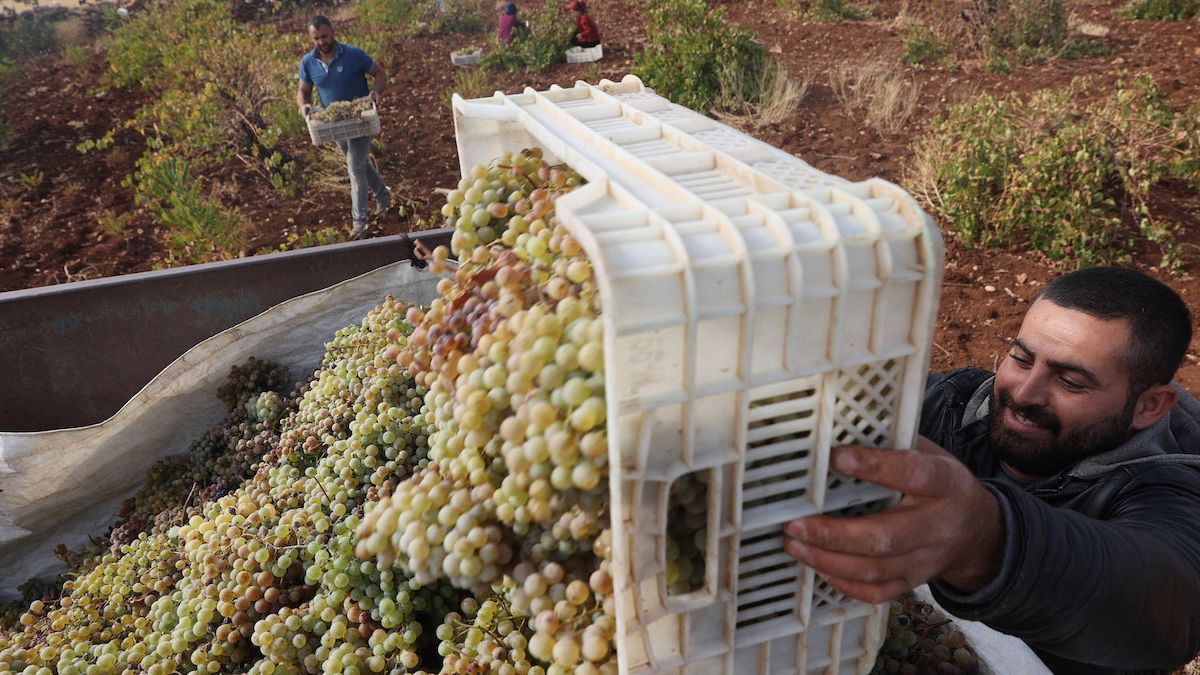 Vineyard workers harvest Mazrona grapes, a local variety, for winemaking in Midyat, southeastern Turkey.