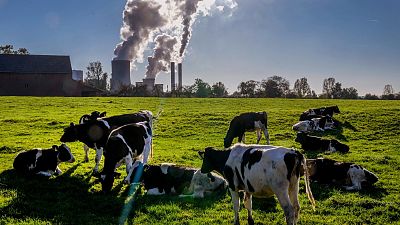 FILE - Cows gather near the coal-fired power station in Niederaussem, Germany, Oct. 24, 2021.