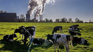 Des vaches près d'une centrale à charbon, à Niederaussem, Allemagne, le 24 octobre 2021