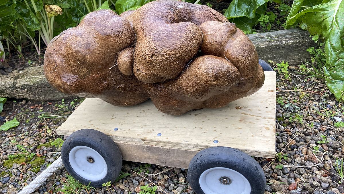 أكبر حبة بطاطس في نيوزيلاندا