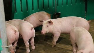 Schweineland Spanien: Wenn Tierhaltung zum Problem wird