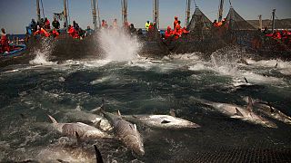 Atlantic bluefin tuna are corralled by fishing nets during the opening of the season for tuna fishing off the coast of Barbate in Cadiz province, southern Spain