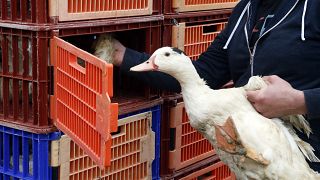 Duck breeders load ducks into a truck in Saint Aubin, southwestern France.