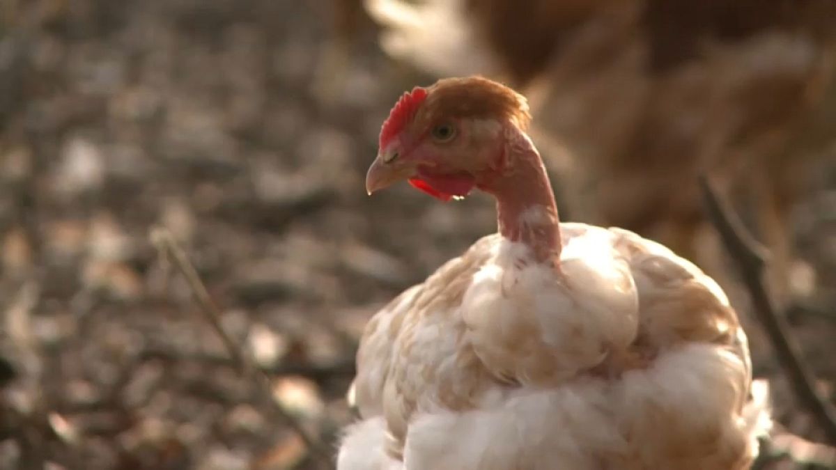 Gripe aviar | Francia ordena el confinamiento de todas las aves de corral 