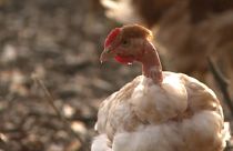 In Francia tutti i polli al chiuso: rischio aviaria apparso in un allevamento olandese