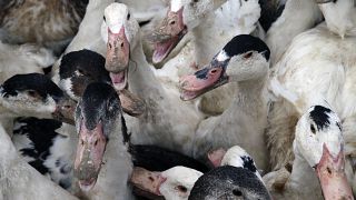 Gripe aviária espalhou-se pelo país