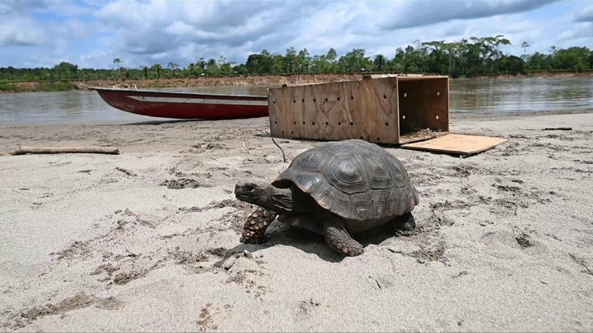 40 turtles are released into the nature to celebrate anti-deforestation pact in Colombian Amazon