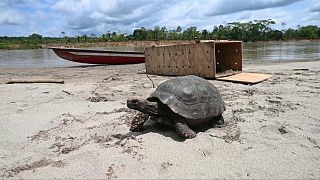 Eine der 40 in Kolumbien ausgewilderten Schildkröten
