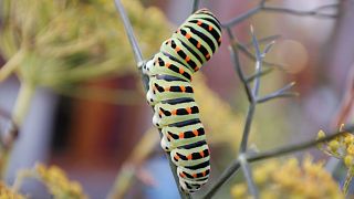 Are caterpillars making climate change worse?