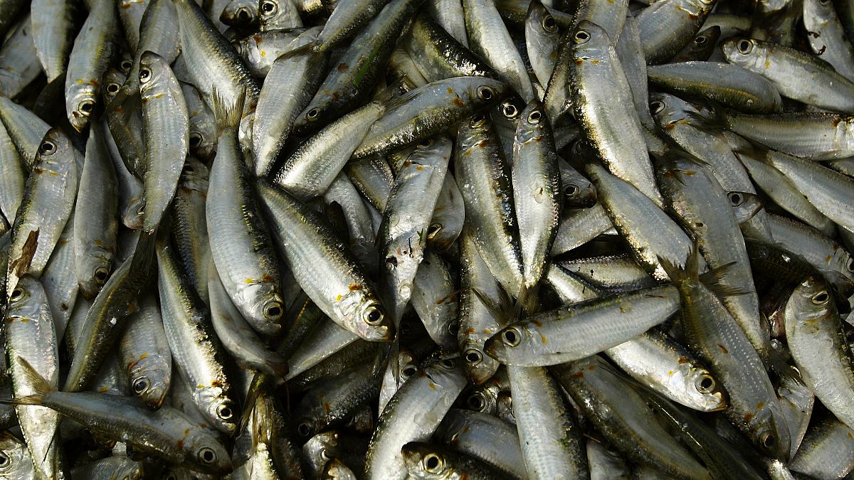 أسماك السردين تُجمع للتوزيع في منطقة كوغالا جنوب غالي في سريلانكا. 9 يوليو/تموز 2009.