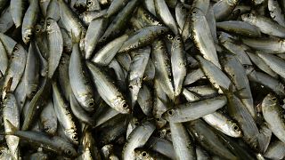 أسماك السردين تُجمع للتوزيع في منطقة كوغالا جنوب غالي في سريلانكا. 9 يوليو/تموز 2009.