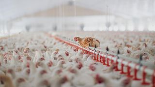 Intensive farming affects over 70 per cent of farmed animals around the world.