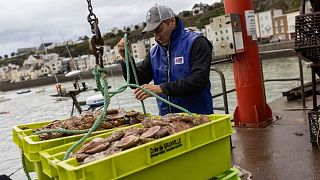 ماهیگیر فرانسوی در بندر گرانویل، شمال غربی فرانسه