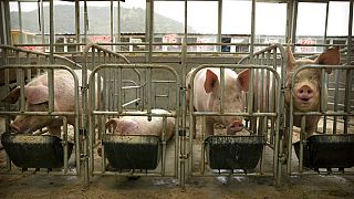 2018 yılının ağustos ayında patlak veren salgının ardından bir yıl içinde ülkedeki domuzların yarısı telef olmuştu