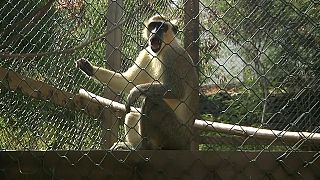 Au Cap-Vert, un refuge pour protéger les singes verts