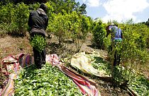 Kokalevelet szüretelő munkások Kolumbiában