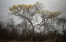 El árbol de Araguaney que sobrevivió un incendio, 16/10/2021, San Matías, Bolivia