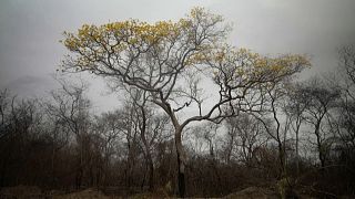 El árbol de Araguaney que sobrevivió un incendio, 16/10/2021, San Matías, Bolivia