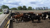 Rinder im argentinischen Pipinas an einem Futtertrog