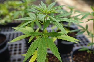 More and more UK farmers are interested in the economic and environmental benefits of hemp farming.