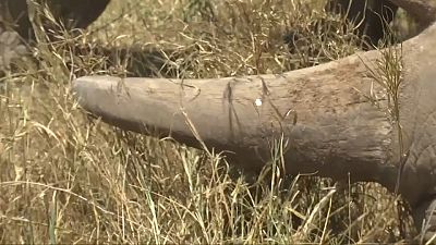 First virtual rhino horn sold in South Africa