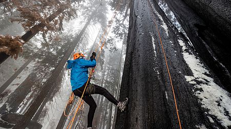 In order to get samples for the cloning process, the team needs to climb to the top of the giant sequoias.