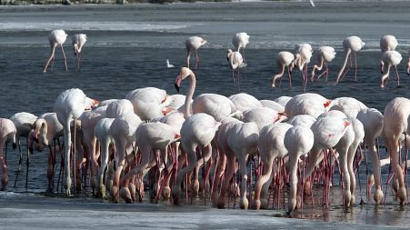 Famed pink flamingoes are seen eating in the partially frozen marshland of the Camargue region near Port Saint Louis du Rhone, southern France, Thursday, Feb. 9, 2012.