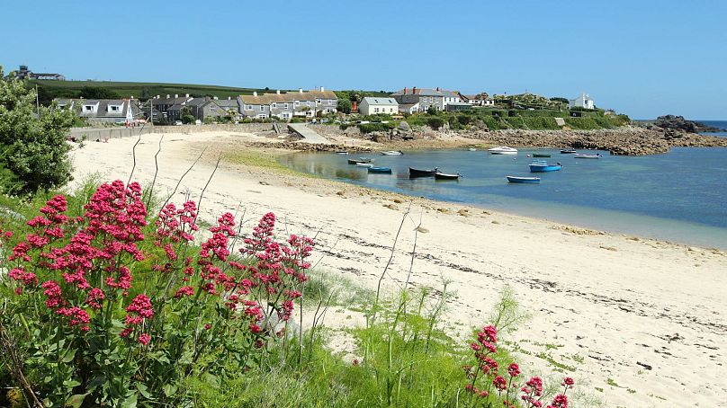 A white sand beach on St. Mary's, Isles of Scilly, with red valerian.