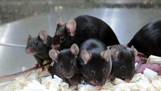 فئران في مختبر ياماشي في اليابان، في 11 سبتمبر 2021
