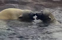 ویدئو؛ خوشحالی و بازیگوشی دو خرس قطبی در فضای جدید باغ وحش پورتلند