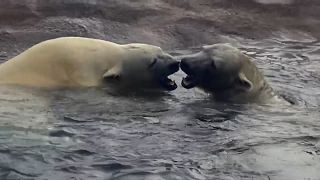 شاهد: الدببة القطبية تتجول في مجمع حديقة حيوان أوريغون