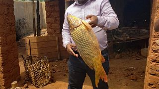 Burundi : hausse de la production de poissons à Kirundo