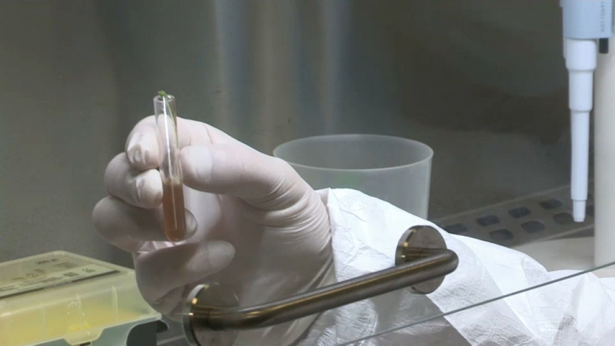 Les chercheurs de l'Institut polytechnique de Porto travaillent sur le vaccin depuis le début de la pandémie.