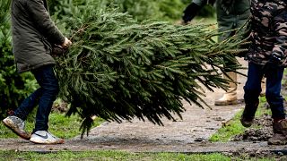 Um Natal com falta de pinheiros nos EUA
