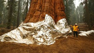 Dünyanın kütle bakımından en büyük ağacı olarak kabul edilen ve bir sekoya türü olan General Sherman adı verilen ağaç.