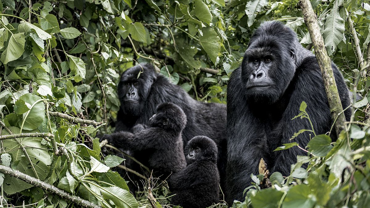 Famille de gorilles moutanis, bébé, mère et père, dans le parc national des virunga, RDC, Afrique