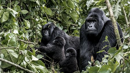 Family of mountain gorillas, baby, mother and father, in Virunga National Park, DRC, Africa