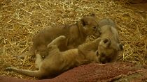 Newborn lion triplets unveiled to public in Germany