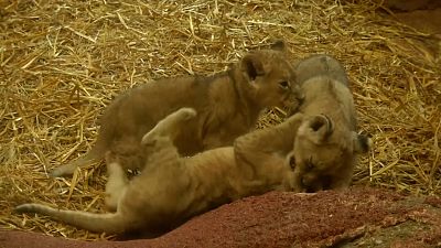  Lion cubs Jamila, Kumani and Malaika play in indoor enclosure at Gelsenkirchen Zoo in Germany.