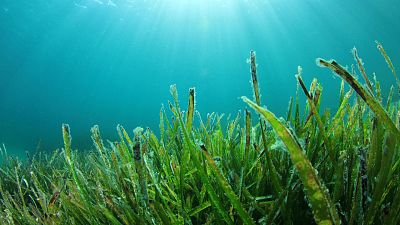 Seaweed could provide the answer to future food shortages Seaweed could provide the answer to future food shortages
