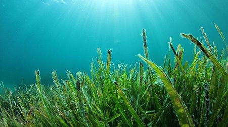 Seaweed could provide the answer to future food shortages