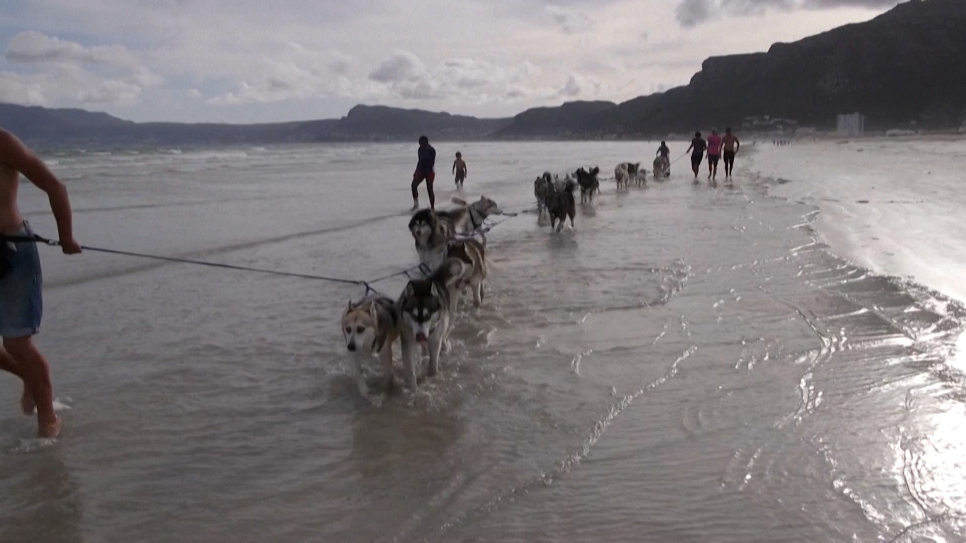 Video. Santa Paws: South African canines sled on sandy beaches