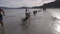  South African canines sled on sandy beaches